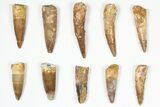 Lot: -, Bargain Spinosaurus Teeth - Pieces #87856-1